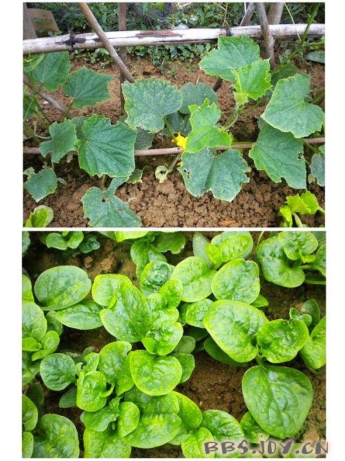 在那青青的草叶上的介绍