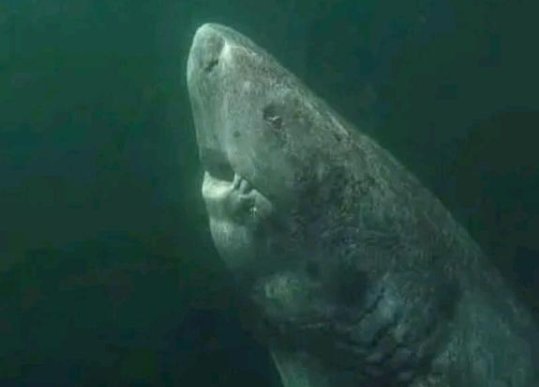 400岁的格陵兰鲨鱼在哪里被发现？