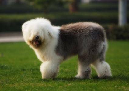 谁知道古牧犬好养吗，朋友说养了之后像多了一个孩子，真的吗？