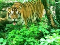 毛骨悚然的动物打一准确生肖