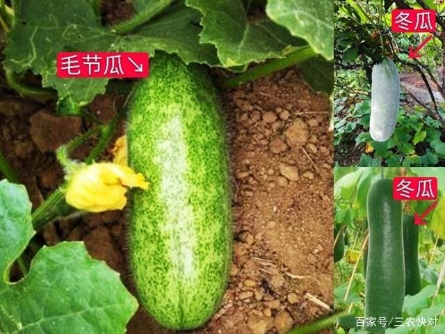 毛冬瓜和节瓜是一种瓜吗？