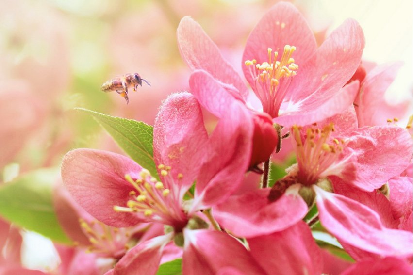 着手回春什么意思打一个生肖