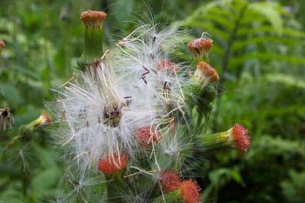 植物传播种子的方法有哪些二年级
