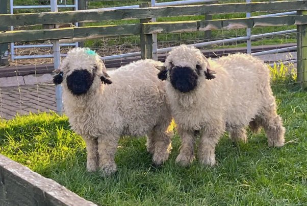 羊的拼音是什么