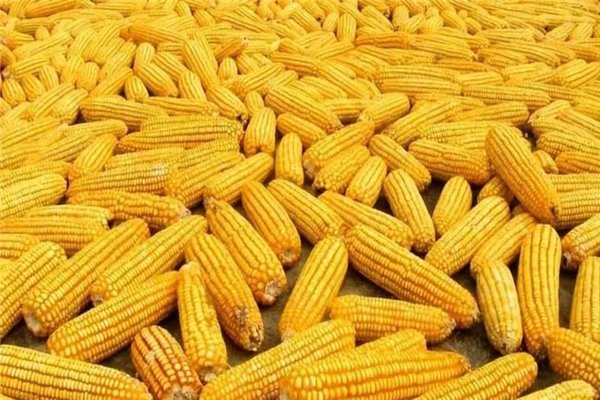 我国玉米价格每吨涨千元，对农业户有何影响？