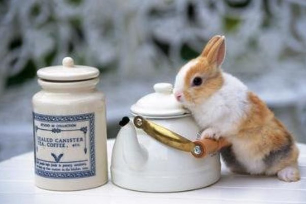 四条光棍指什么生肖