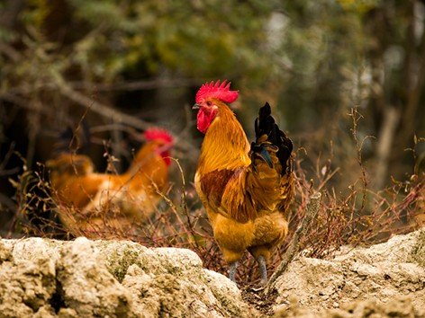 丹凤朝阳打一生肖是什么动物呢?