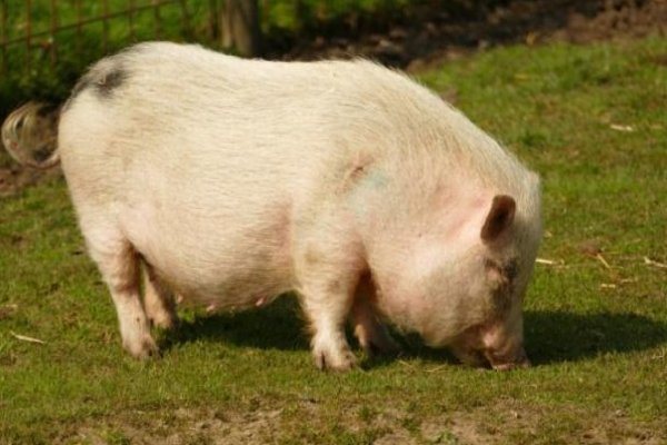 六畜指的是什么