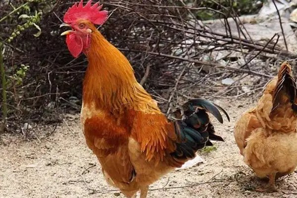怎么让公鸡不打鸣