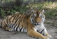 毛骨悚然的动物打一准确生肖