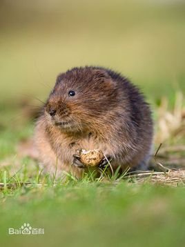 根田鼠的生活习性