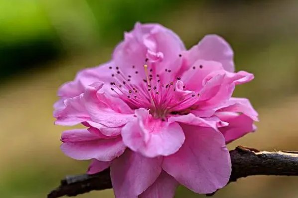 桃花开了发朋友圈的句子