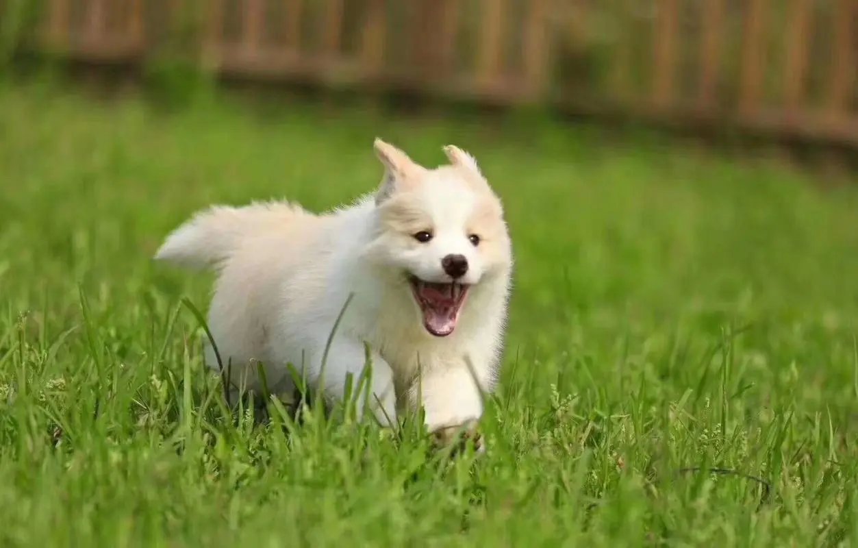 和狗睡一个被窝，是什么样的感觉？