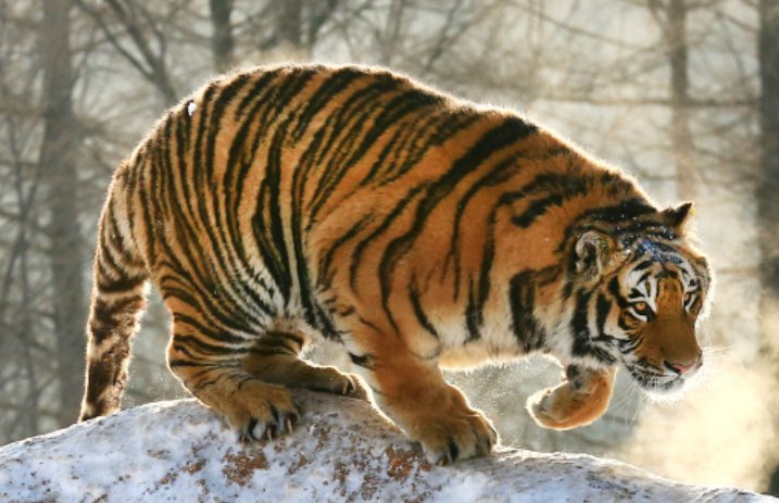 软硬不吃是什么动物