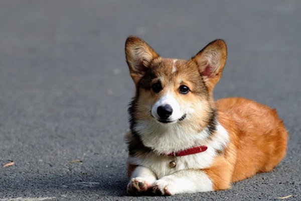 猜一猜柯基犬最初曾担任哪种工作犬