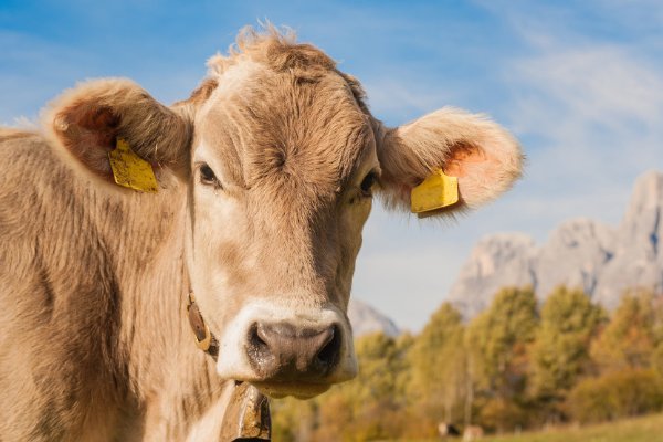 老牛拉破车指什么生肖