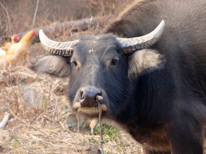 点滴归公开过什么生肖