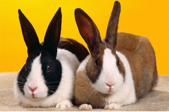 愤发有为指什么动物