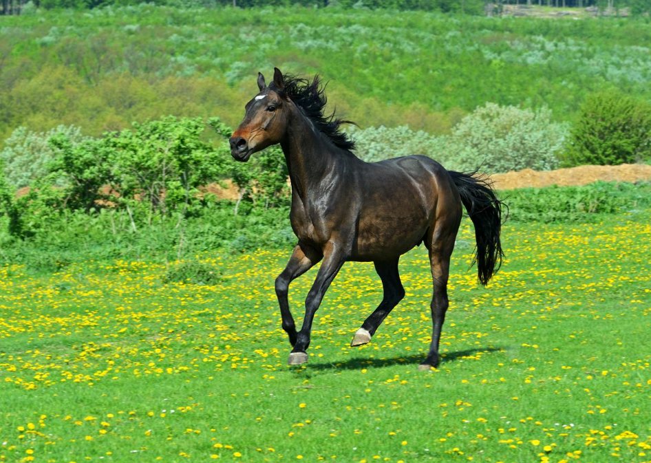 袭人故枝指什么生肖