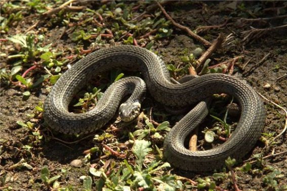 芬芳人间是什么动物生肖