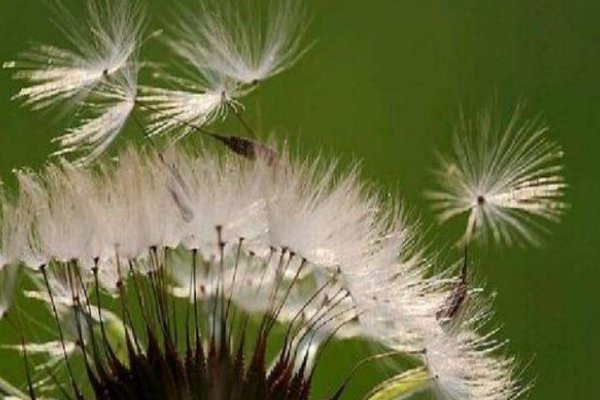 植物传播种子的方法有哪些二年级