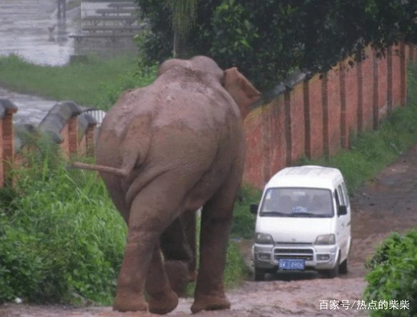 80后的童年记忆和阴影，《动物王国窃案》，是世界首创动物电视剧吗？