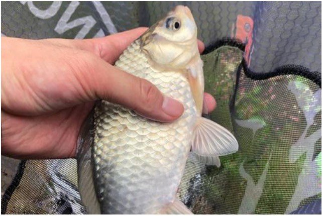 济宁哪里钓鲫鱼比较好