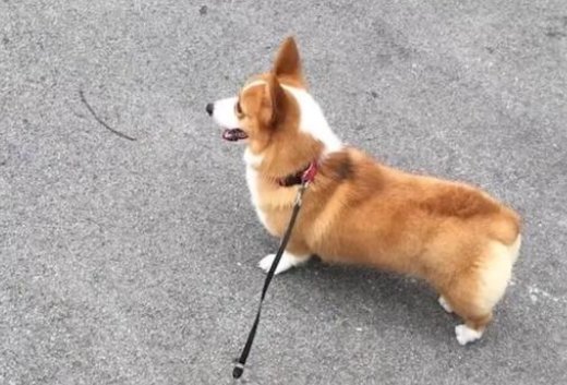 上海被打死柯基主人发声了，柯基的主人是否会索要赔偿？