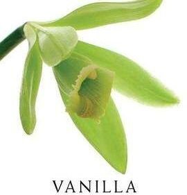 vanilla是什么意思