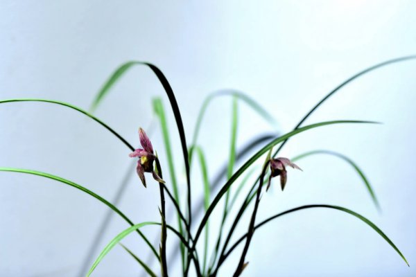 幽客是什么意思