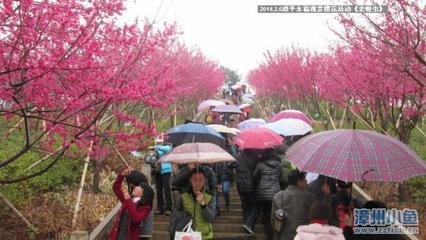 漳平小鱼网的介绍