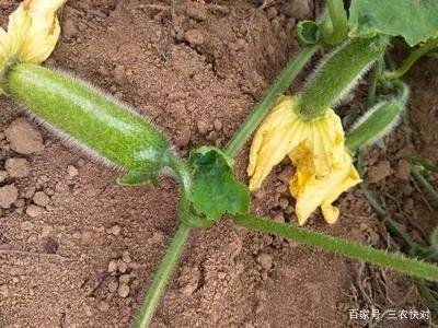 毛冬瓜和节瓜是一种瓜吗？