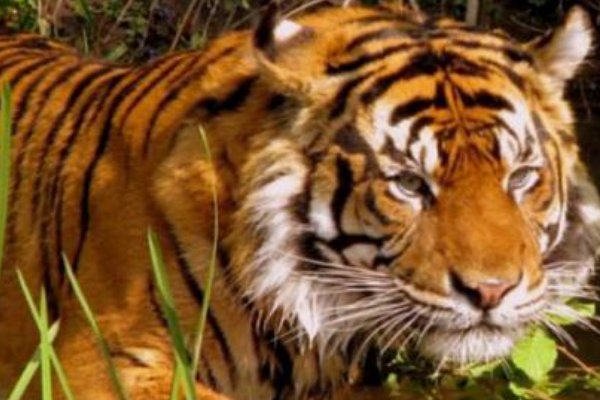 偷间取巧解一生肖