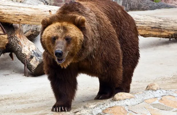 动物中的十大霸主都有谁呢？