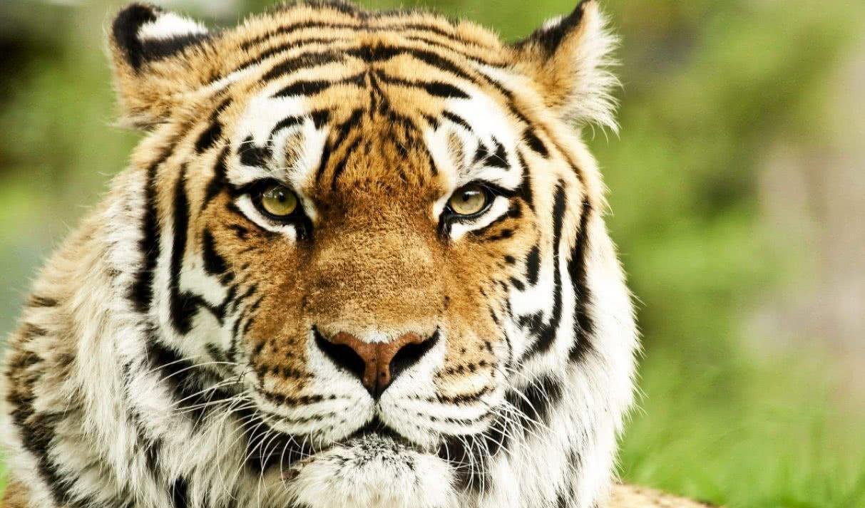 男朋友是狮子座并且生肖是老虎，他真的太霸道了怎么办？