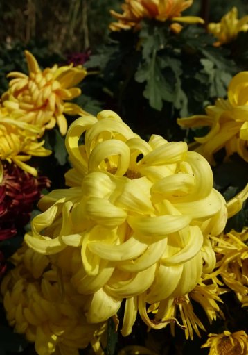 满城尽带黄金甲是哪一首诗