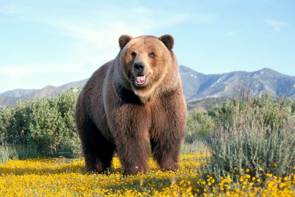 熊最怕的天敌是谁