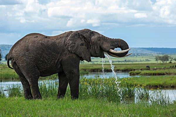 霸王龙和大象谁厉害