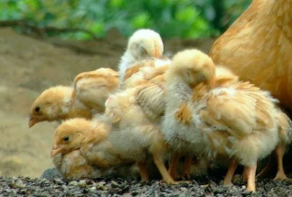 什么动物缺三短四