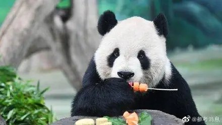 团团怀疑是恶性肿瘤，用脚拖着往前走，它的状态还能让其坚持多久？