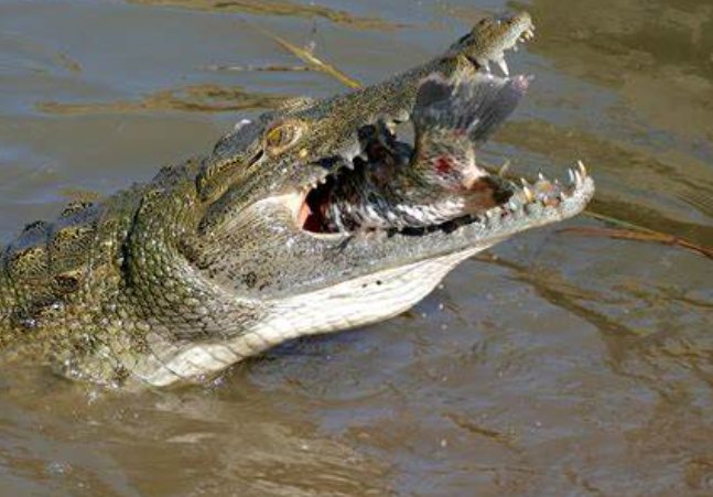 鳄鱼的英语怎么读crocodiles