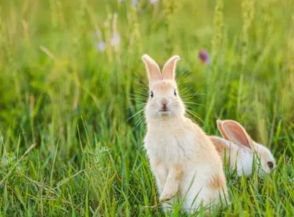 三个兔念什么？？？？