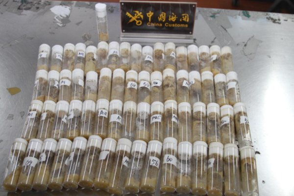 青岛海关截获非法入境黑腹果蝇7000余只，这些生物有何危害？