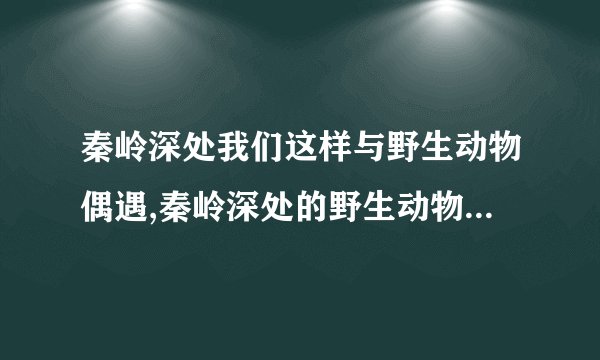 秦岭深处我们这样与野生动物偶遇,秦岭深处的野生动物品种有多少?_百度...