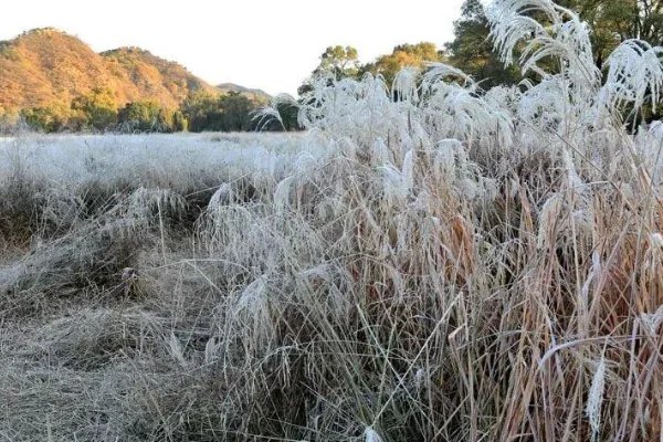 江苏可能迎来霜冻，过早降温会否对秋收造成影响？