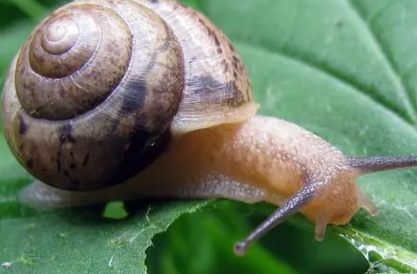 牵萝补屋打一生肖