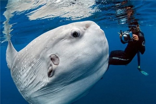 不会游泳的鱼是怎么回事，它能活下来全靠什么本事？