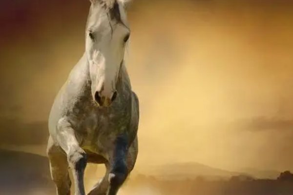 奔车朽素猜生肖