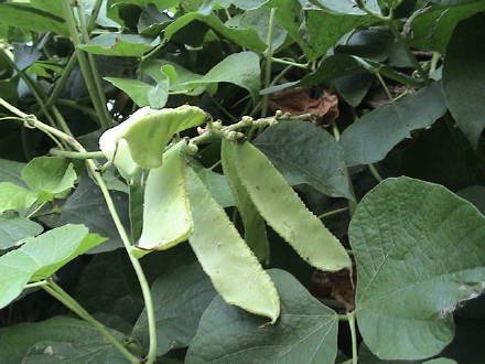 肉豆须是什么东西？