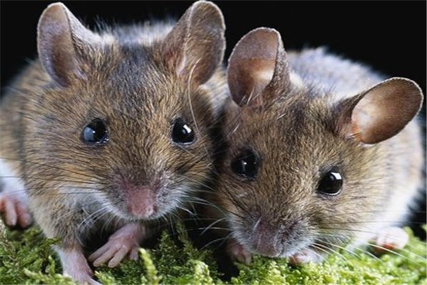 晚上睡觉手被老鼠咬了。听老人说很不吉利，我想知道是真的吗？